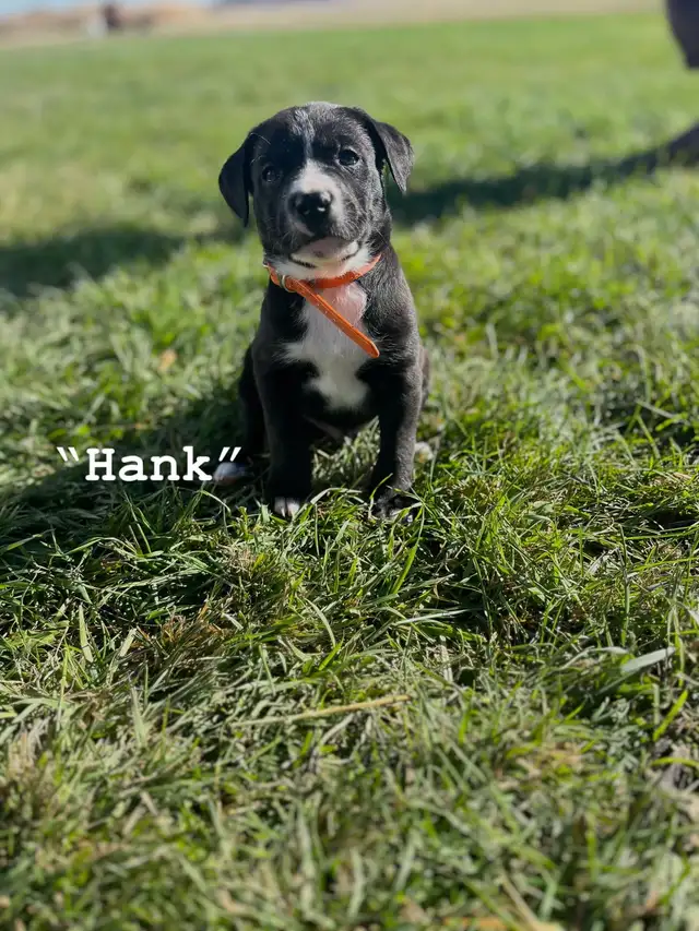 Affectionate Pitbull x Bernadoodle puppies in Dogs & Puppies for Rehoming in Edmonton - Image 7