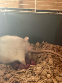 Rat domestique , né durant l’éclipse solaire