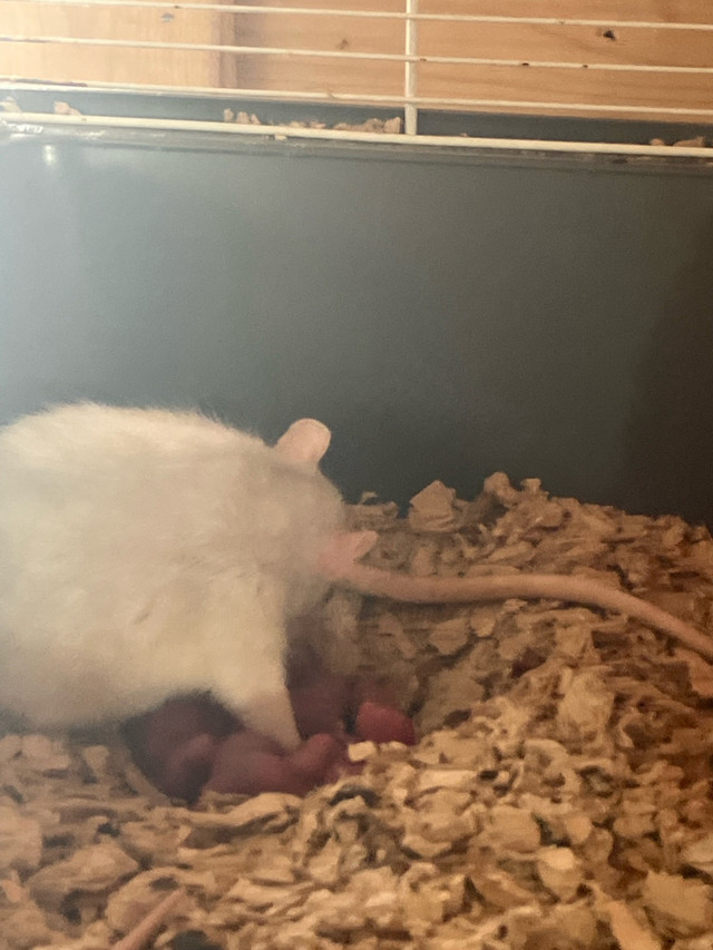 Rat domestique , né durant l’éclipse solaire dans Autres animaux à adopter  à Saguenay