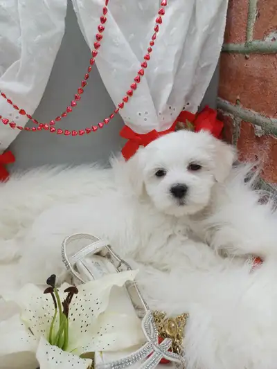 MALTESE BABY PUPPIES, View more