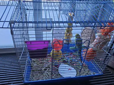Budgie with all accessories, View more