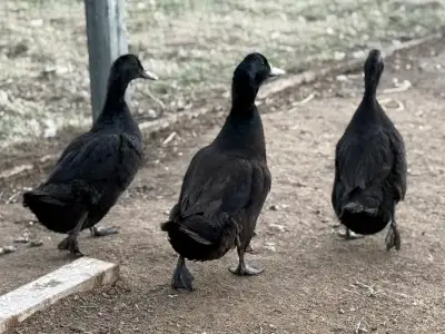 Cayuga and CayugaX hatching eggs, View more