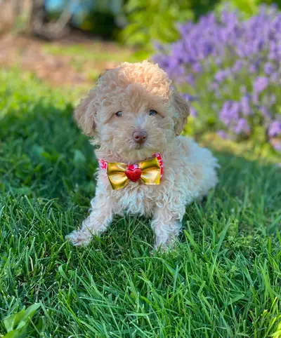 Maltipoo, View more