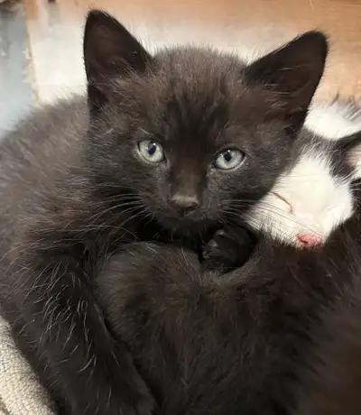 kittens  ragdoll /tuxedo, View more