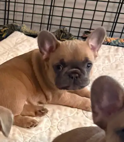 2 gorgeous French bulldogs, View more