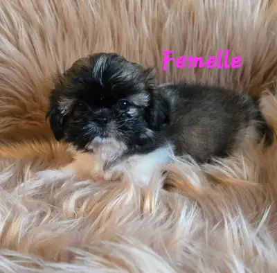 Chiots Shih-Tzu mini, View more