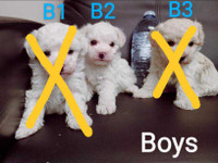 Ready to go. Adorable small Bichon poodle puppies.  Nonshedding