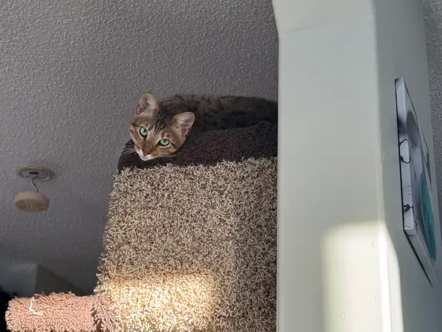 F5 Savannah Cat in Cats & Kittens for Rehoming in Calgary - Image 8