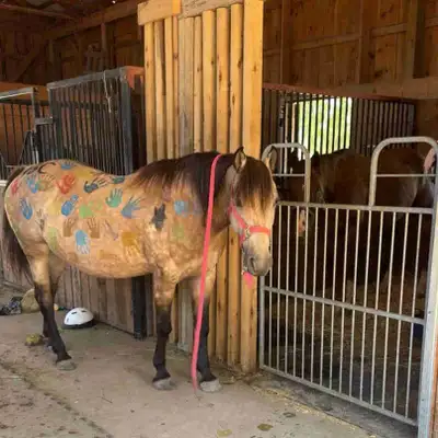 Horse/ Large pony for sale , View more