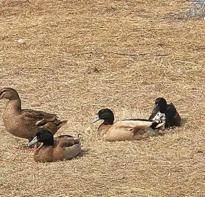 khaki cample mix ducks , View more