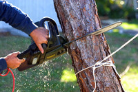 Small Tree cutting services : Hedges Landscaping Mulch Garden