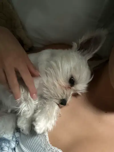 Meet our sweet 6-month-old Westie girl- Mochi! She’s a purebred West Highland White Terrier looking...