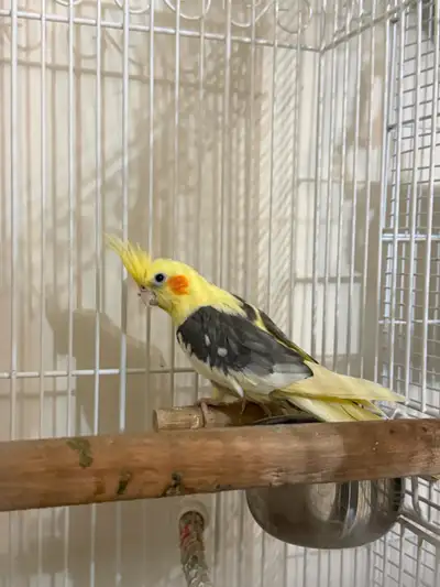 Two Cockatiel birds with cage, View more