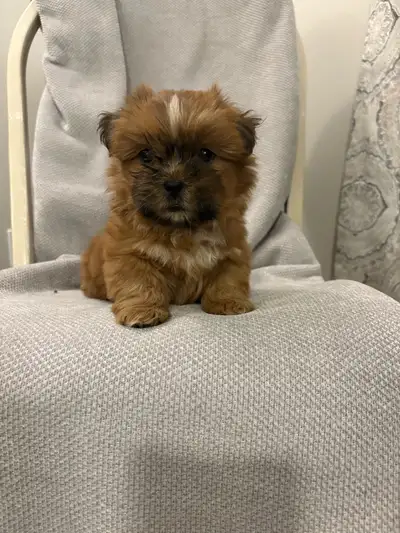 beautiful shitzu puppy for rehoming, View more