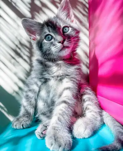 magnifique chatons , View more