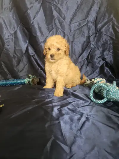Adorable Poodle Puppies – Ready for homes Potty Trained, View more