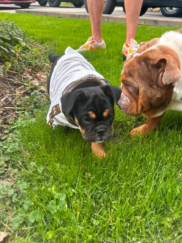 Beautiful micro English bulldog in Dogs & Puppies for Rehoming in Mississauga / Peel Region - Image 7