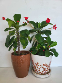 Beautiful indoor plants for sale 