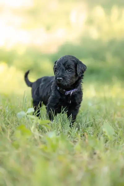 chiots goldendoodle, Voir plus