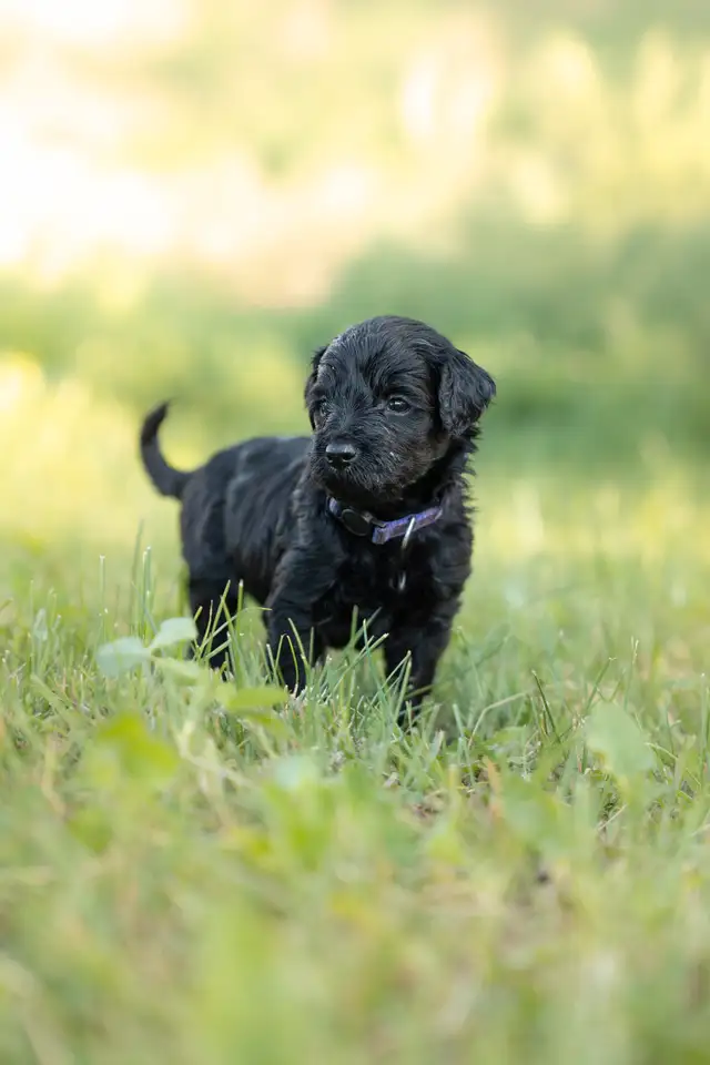 chiots goldendoodle in Dogs & Puppies for Rehoming in Trois-Rivières - Image 2