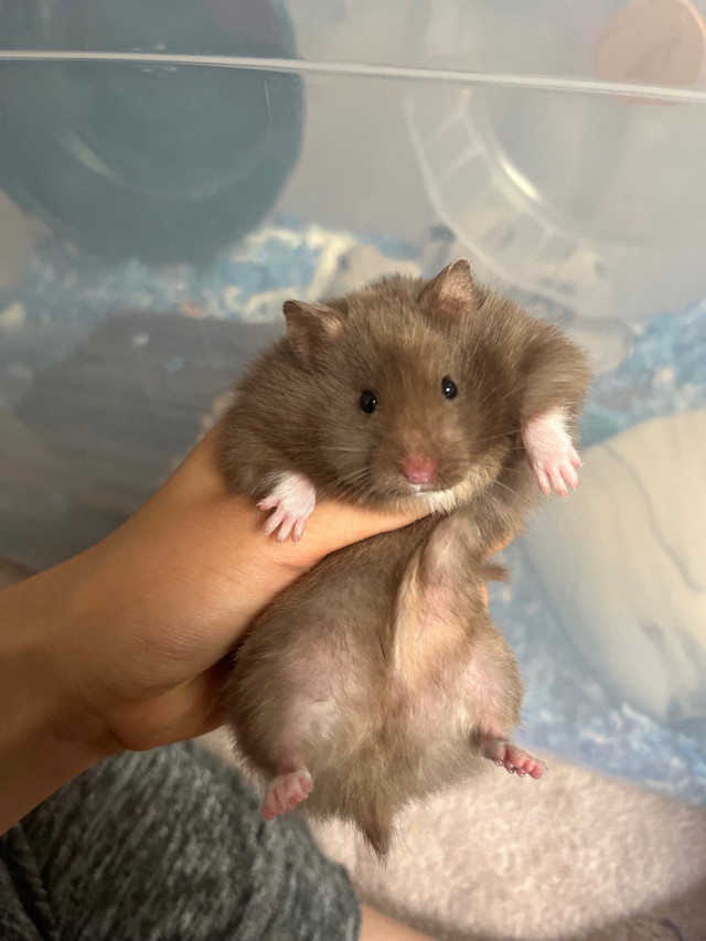 pedigreed baby hamsters - hamstery waitlist open in Small Animals for Rehoming in Charlottetown - Image 2