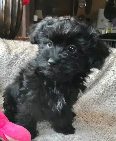 3 Females left! Adorable Shih Poo/ Bichon Pom Puppies, View more