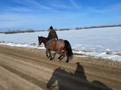 Ronny is a 16 hh, 15 yr grade QH gelding. Easy keeper, good strong bone and feet. We have had him si...