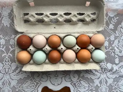 Rainbow Hatching Eggs , View more