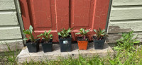 5 Little Pots of Purple Coneflower Plants-Echinacea 