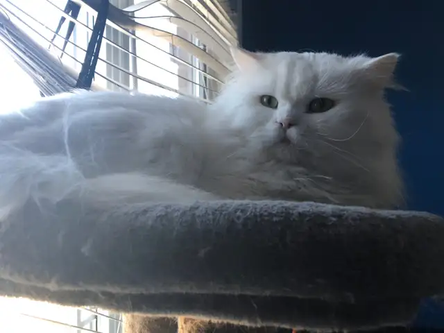 Beautiful Shaded Silver Persian Cats in Cats & Kittens for Rehoming in Lévis - Image 8