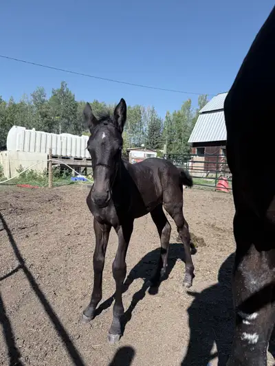 Dutch warmblood/Friesian Cross Filly, View more