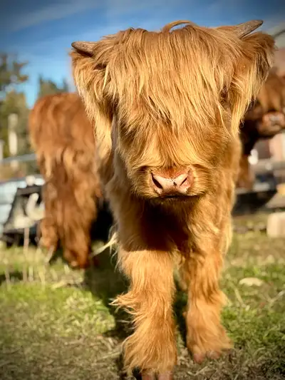 Highland cow and bull calf for sale, View more