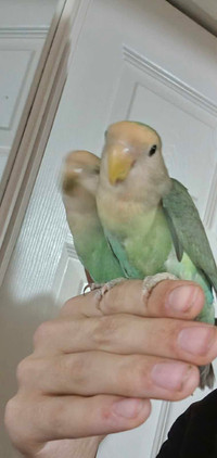 HAND TAMED BABY BIRDS 