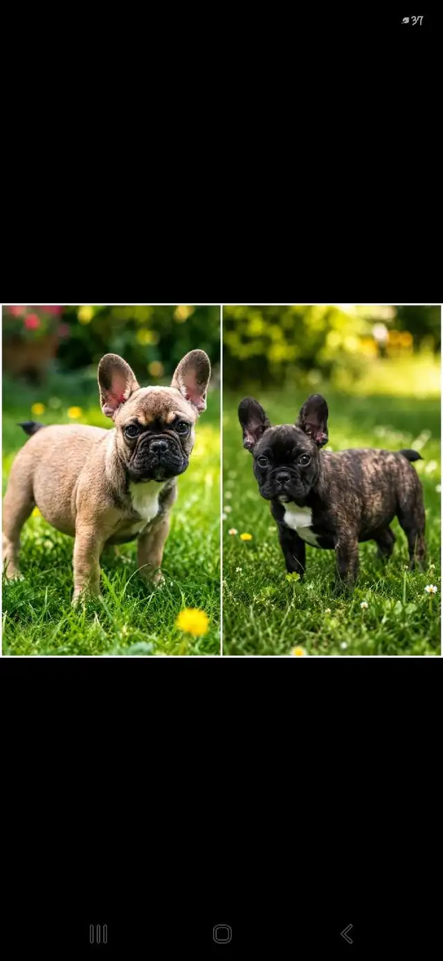 All puppies sold in Dogs & Puppies for Rehoming in Owen Sound - Image 7