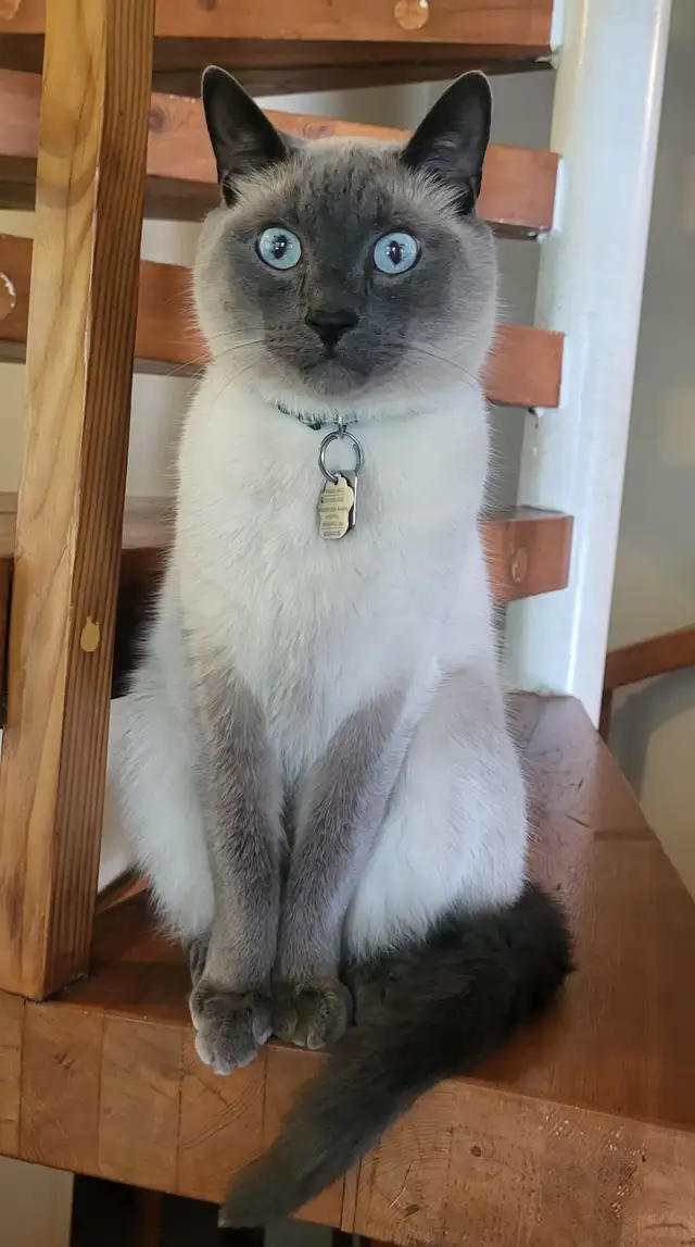 Rehoming 5.5 Year Old Male Siamese/Russian Blue in Cats & Kittens for Rehoming in Winnipeg - Image 3