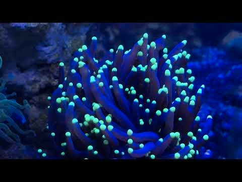 Coraux,  coral recifal aquarium  dans Autre  à Ouest de l’Île - Image 2
