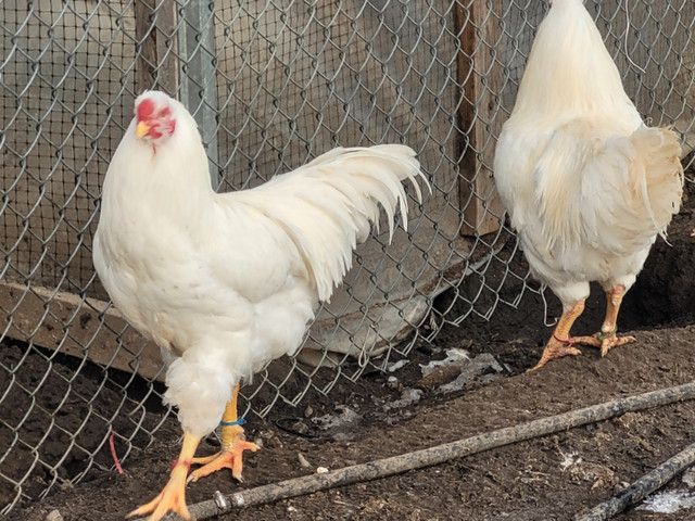 Heritage White Chantecler Roosters for sale in Livestock in Oshawa / Durham Region - Image 2