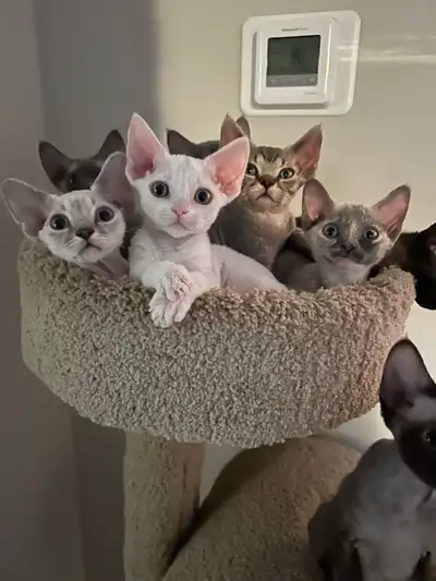 Devon Rex kittens, View more