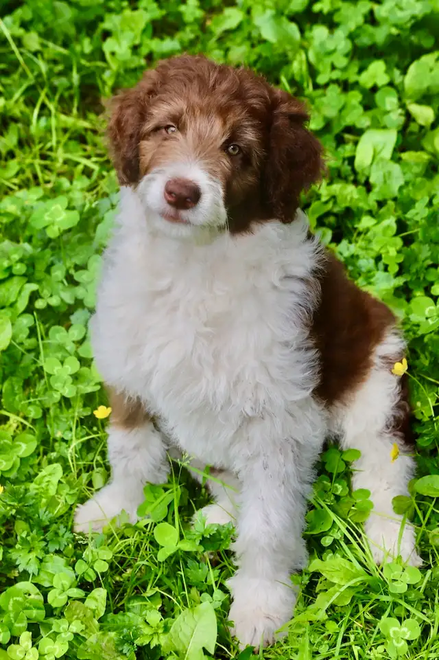 4 DOODLES, BORDOODLES F1 et F2 et F3 , PUPPIES, CHIOT in Dogs & Puppies for Rehoming in Laurentides - Image 3