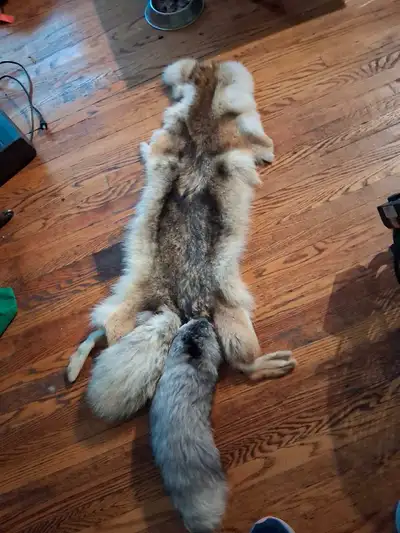 Coyote Pelt, View more