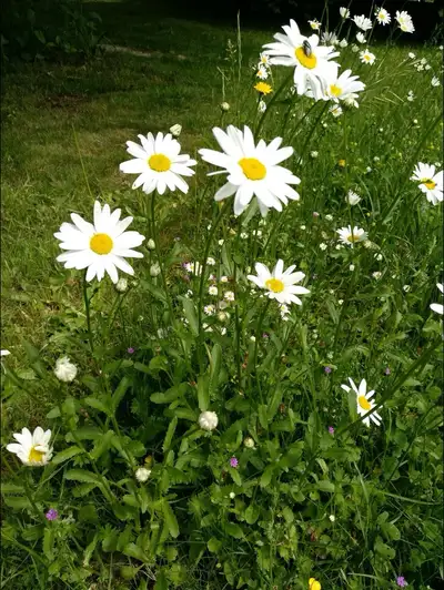 Perennial ox-eye daisy, View more
