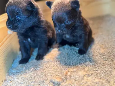 Pomeranian Puppies , View more