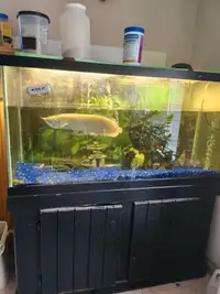 Complete fishtank with Silver Arowana and several other fish