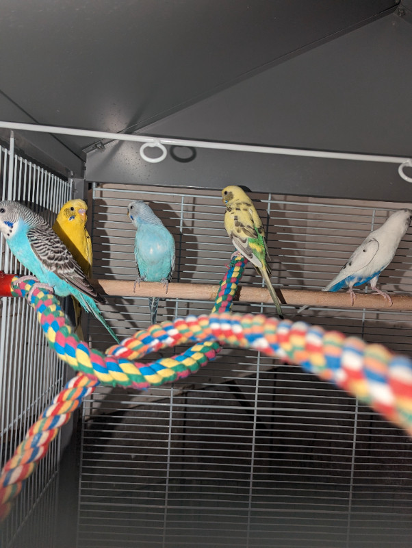 5 budgies for free in Birds for Rehoming in Sault Ste. Marie