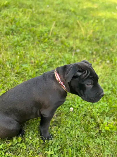 little puppy, View more