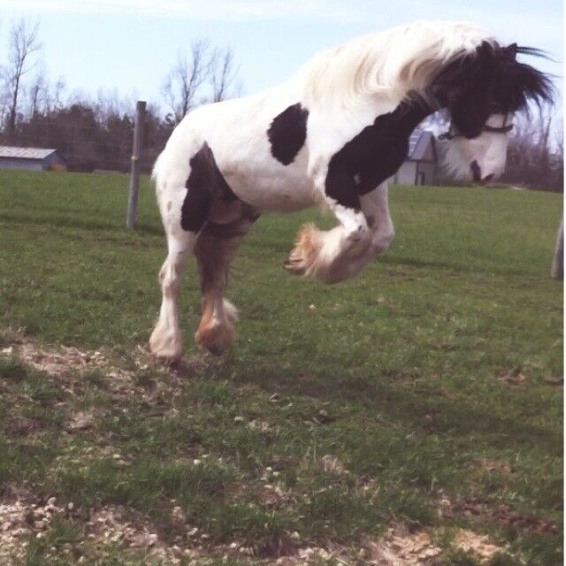 Horse Tack Equestrian & Livestock Accessories Stratford Kijiji