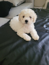 Purebred bichon frise puppies *READY TO GO TODAY *