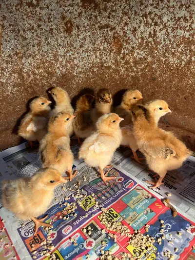1 Week Old Straight Run Laying Chicks, View more