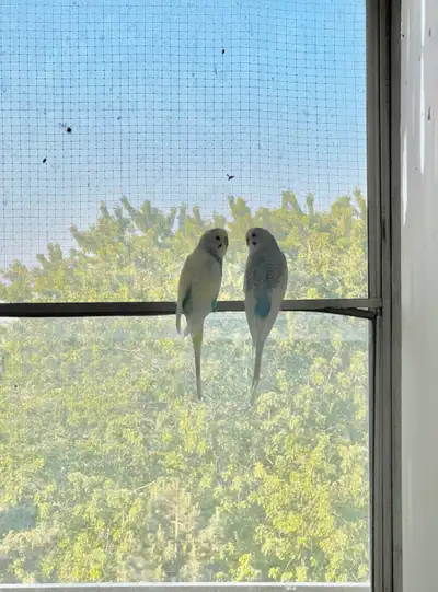 Rehoming Two Adorable Budgies: Gem & Snow, View more