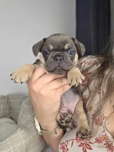 French bulldog puppies, View more